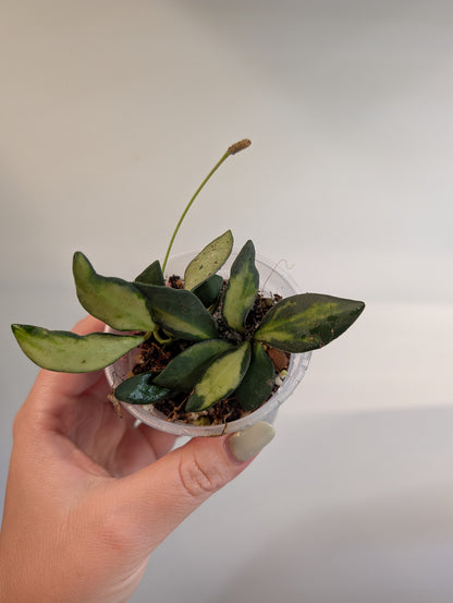 Hoya burtoniae panachée / quelques boutures en pot
