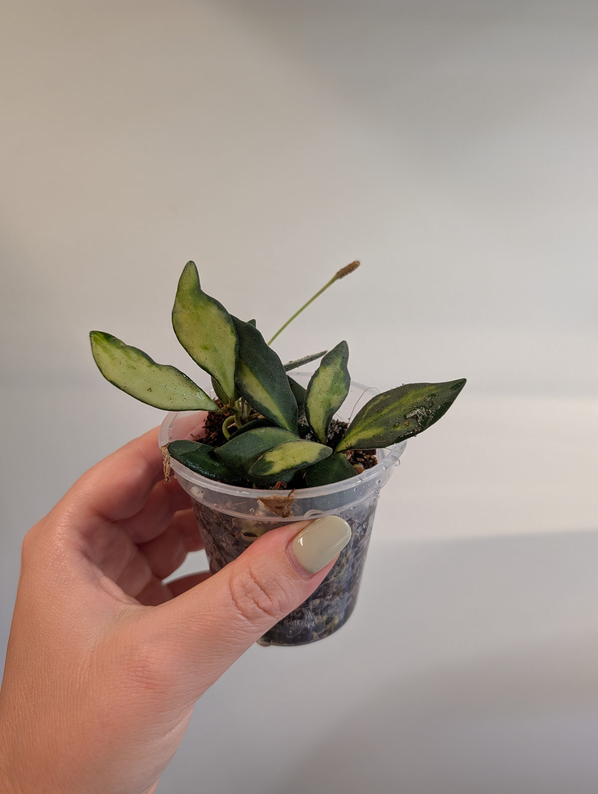 Hoya burtoniae panachée / quelques boutures en pot