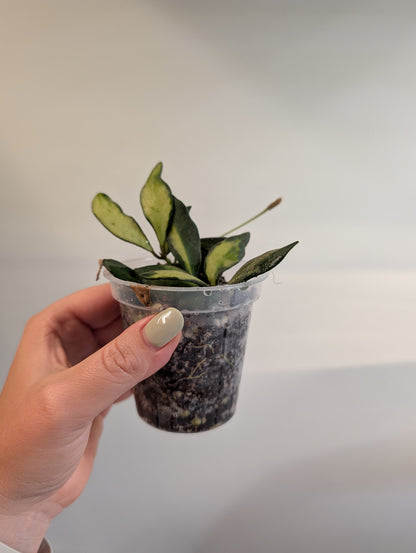 Hoya burtoniae panaché