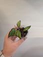 Hoya burtoniae panaché