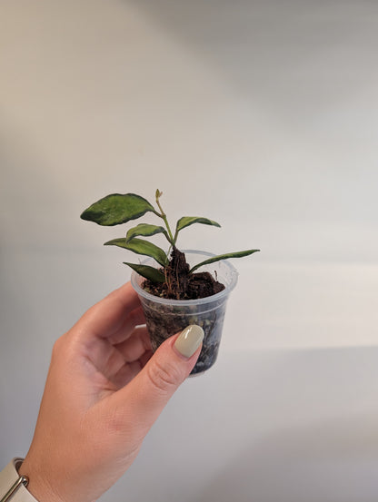 Hoya burtoniae panaché