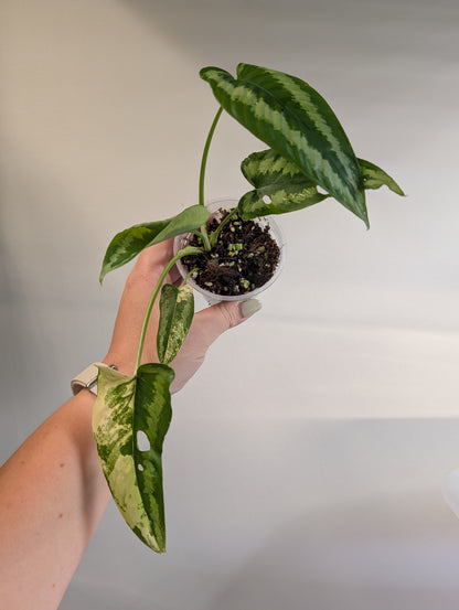 Schismatoglottis Yellow variegated / low variegation