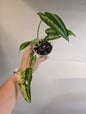 Schismatoglottis Yellow variegated / low variegation