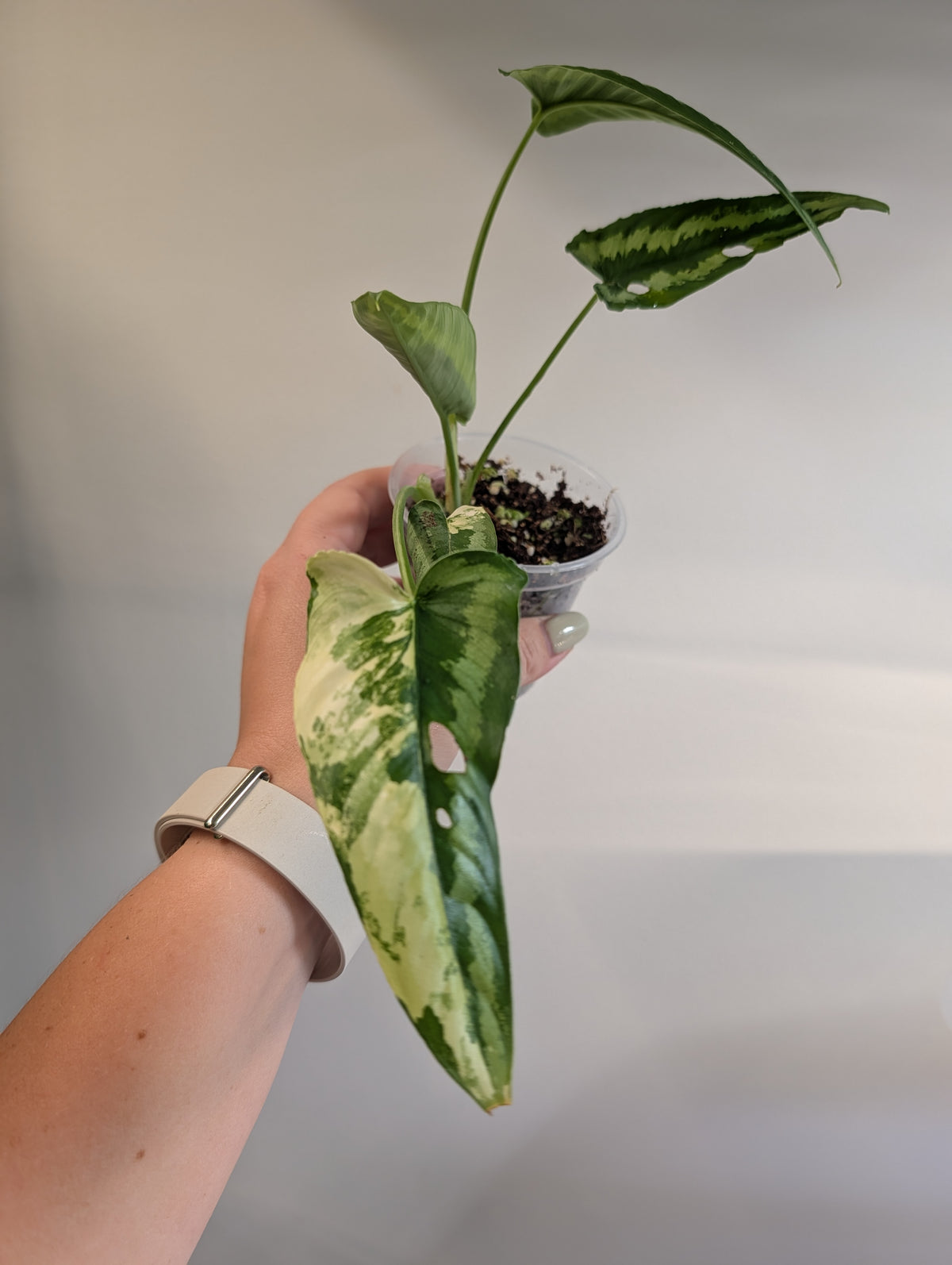 Schismatoglottis Yellow variegated / low variegation