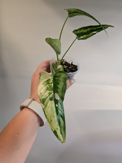 Schismatoglottis Yellow variegated / low variegation