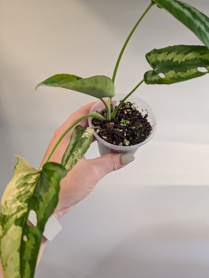 Schismatoglottis Yellow variegated / low variegation