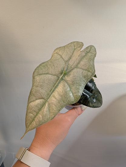 Alocasia amazonica rose menthe panachée CORM