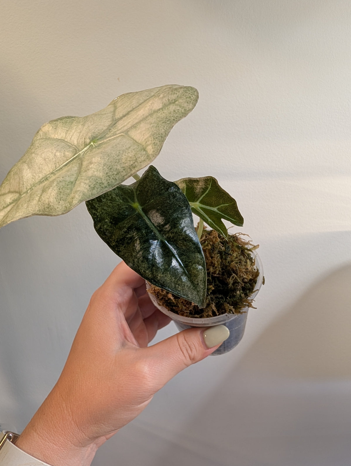 Alocasia amazonica rose menthe panachée CORM