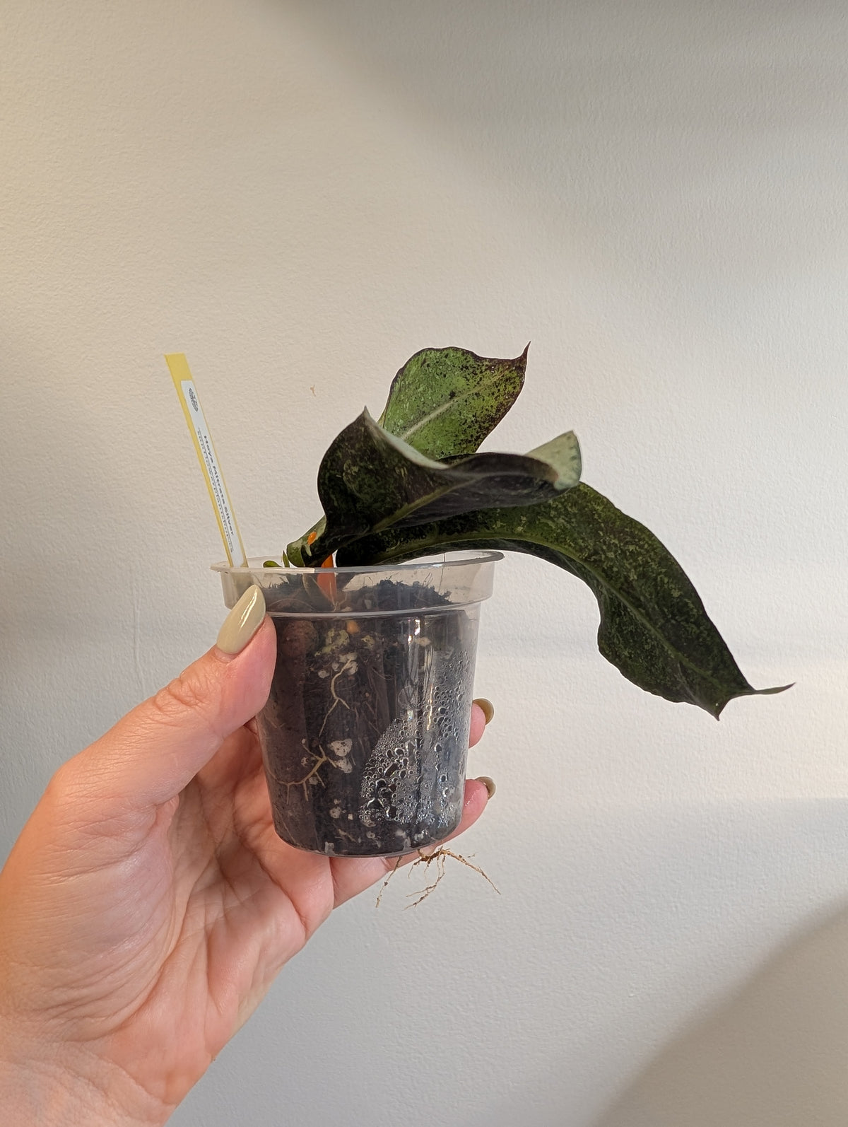 Hoya Mitrata Silver with sparkling silver leaves / blooms often