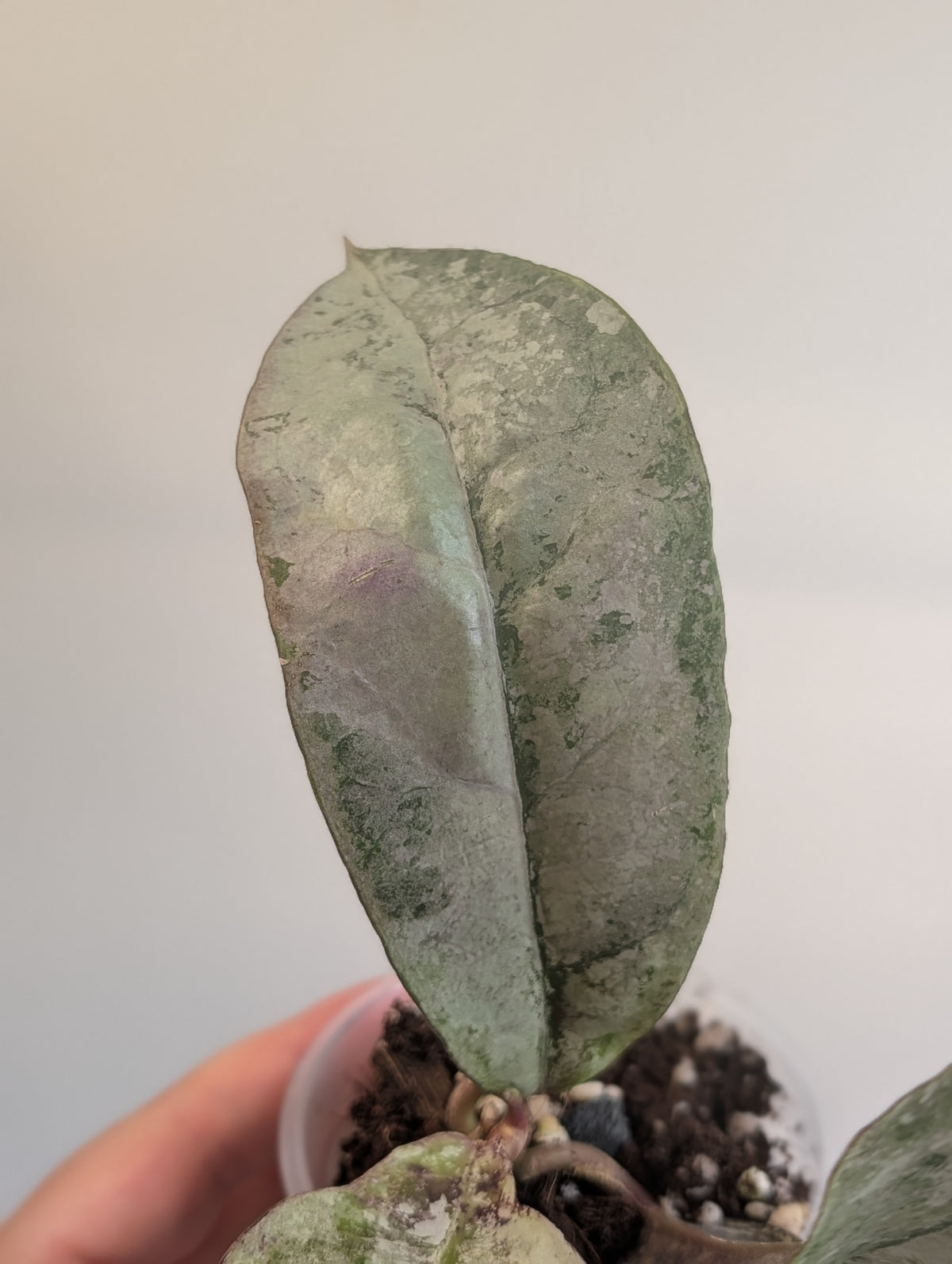 Hoya Mitrata Silver with sparkling silver leaves / blooms often