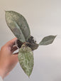 Hoya Mitrata Silver with sparkling silver leaves / blooms often