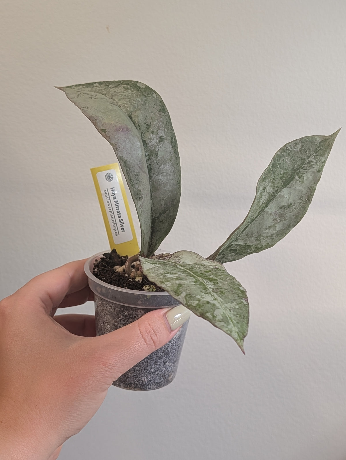 Hoya Mitrata Silver with sparkling silver leaves / blooms often