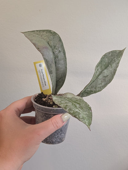 Hoya Mitrata Silver with sparkling silver leaves / blooms often