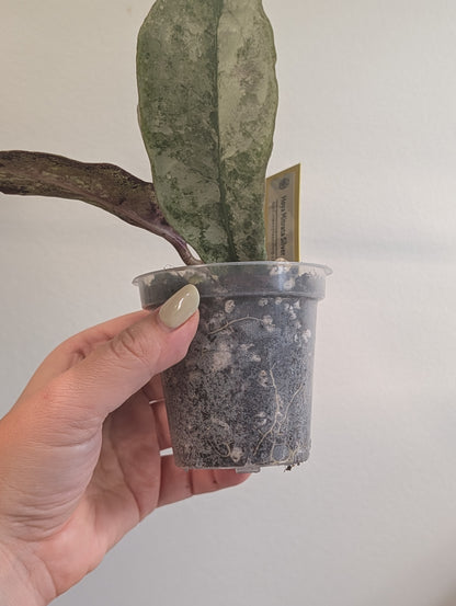 Hoya Mitrata Silver with sparkling silver leaves / blooms often