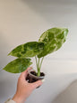 Alocasia acuminata variegated/  / uncommon alocasia / corm grown