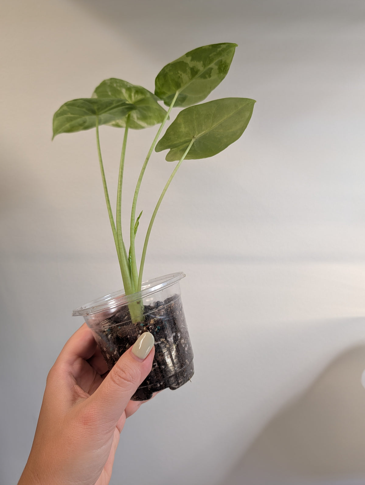Alocasia acuminata variegated/  / uncommon alocasia / corm grown