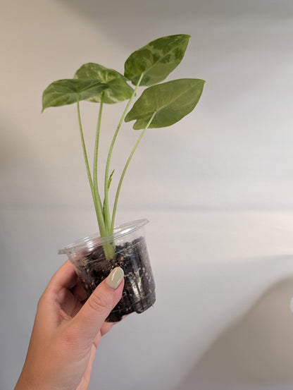 Alocasia acuminata variegated/  / uncommon alocasia / corm grown