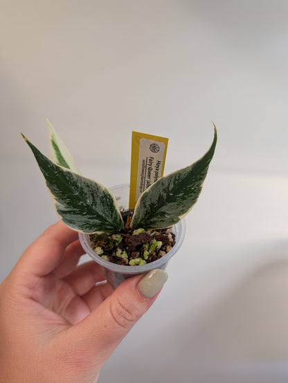 Hoya Polyneura Fairy Queen variegated / with a new variegated growth