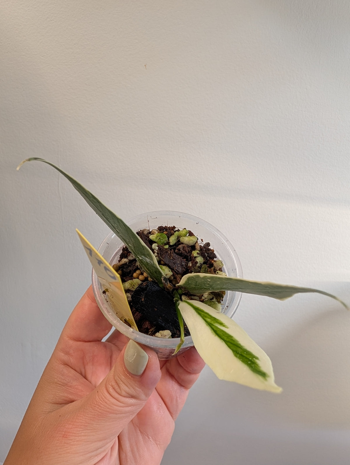 Hoya Polyneura Fairy Queen variegated / with a new variegated growth