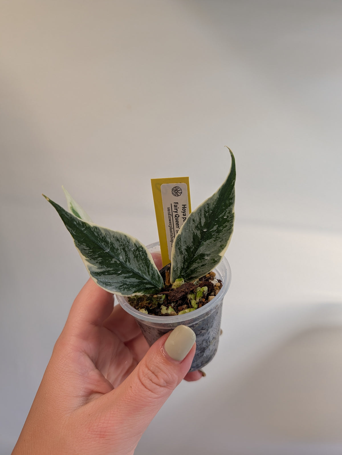 Hoya Polyneura Fairy Queen variegated / with a new variegated growth