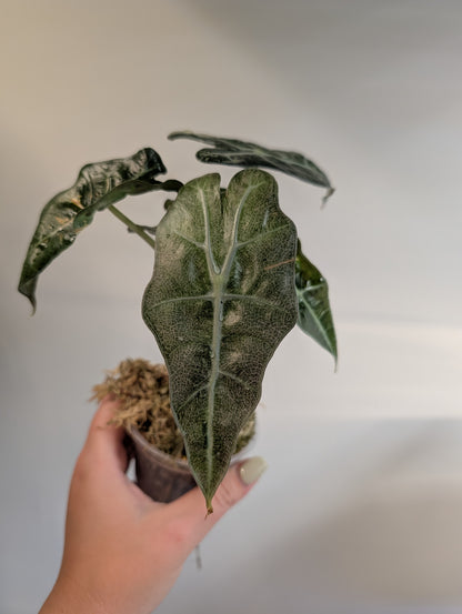 Alocasia amazonica rose menthe panachée CORM