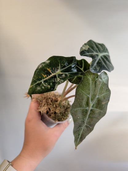 Alocasia amazonica rose menthe panachée CORM