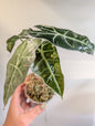 Alocasia amazonica rose menthe panachée CORM