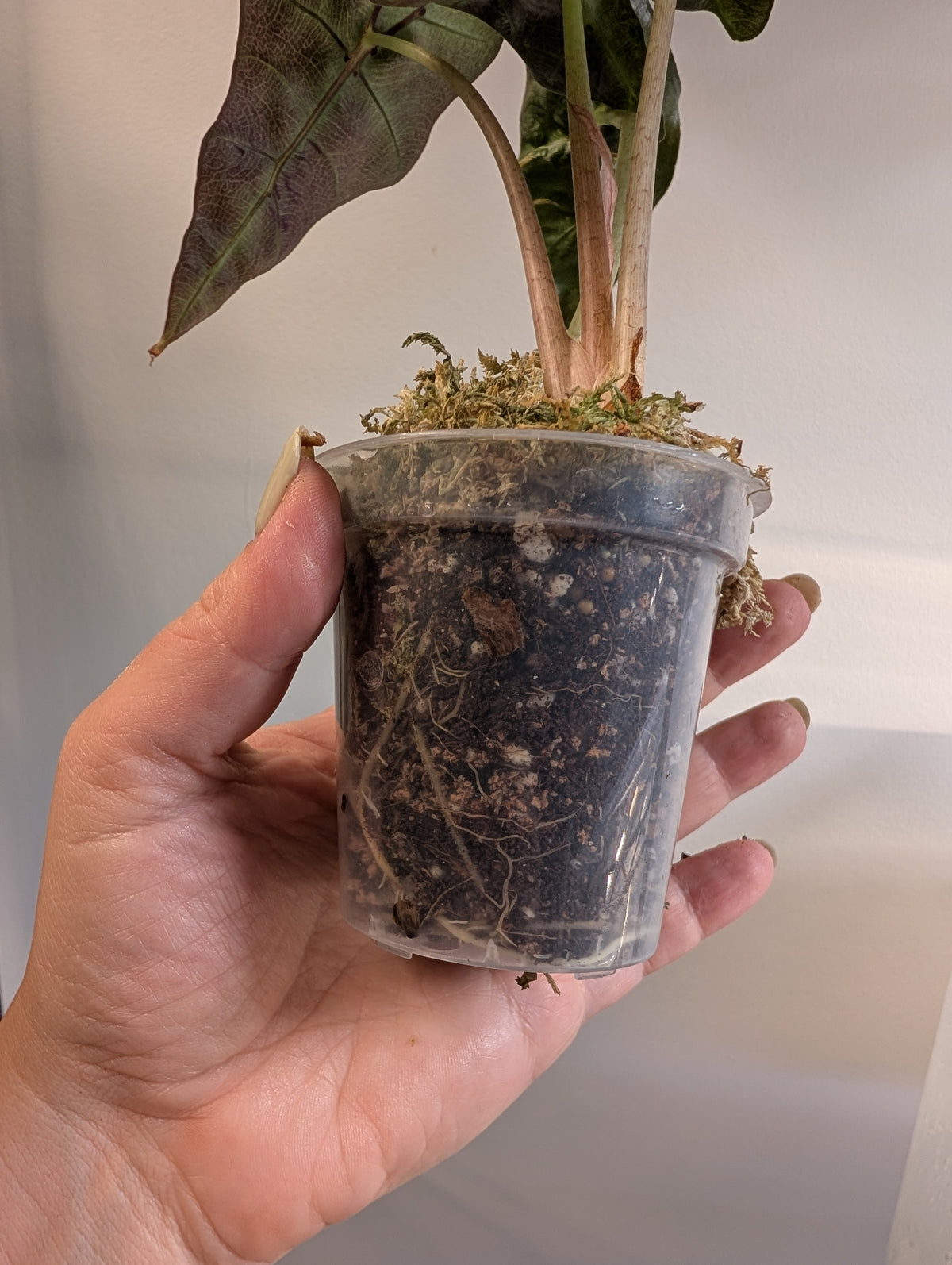 Alocasia amazonica rose menthe panachée CORM