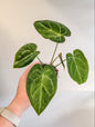 Anthurium Crystallinum Mint variegated/ sparkling minty leaves