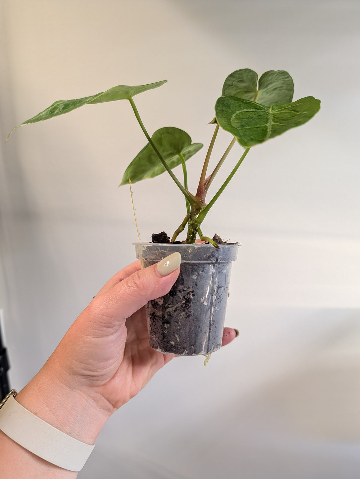 Anthurium Crystallinum Mint variegated/ sparkling minty leaves