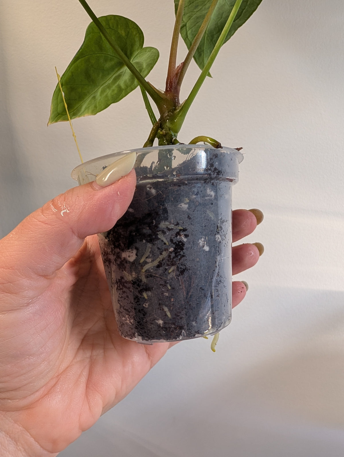 Anthurium Crystallinum Mint variegated/ sparkling minty leaves