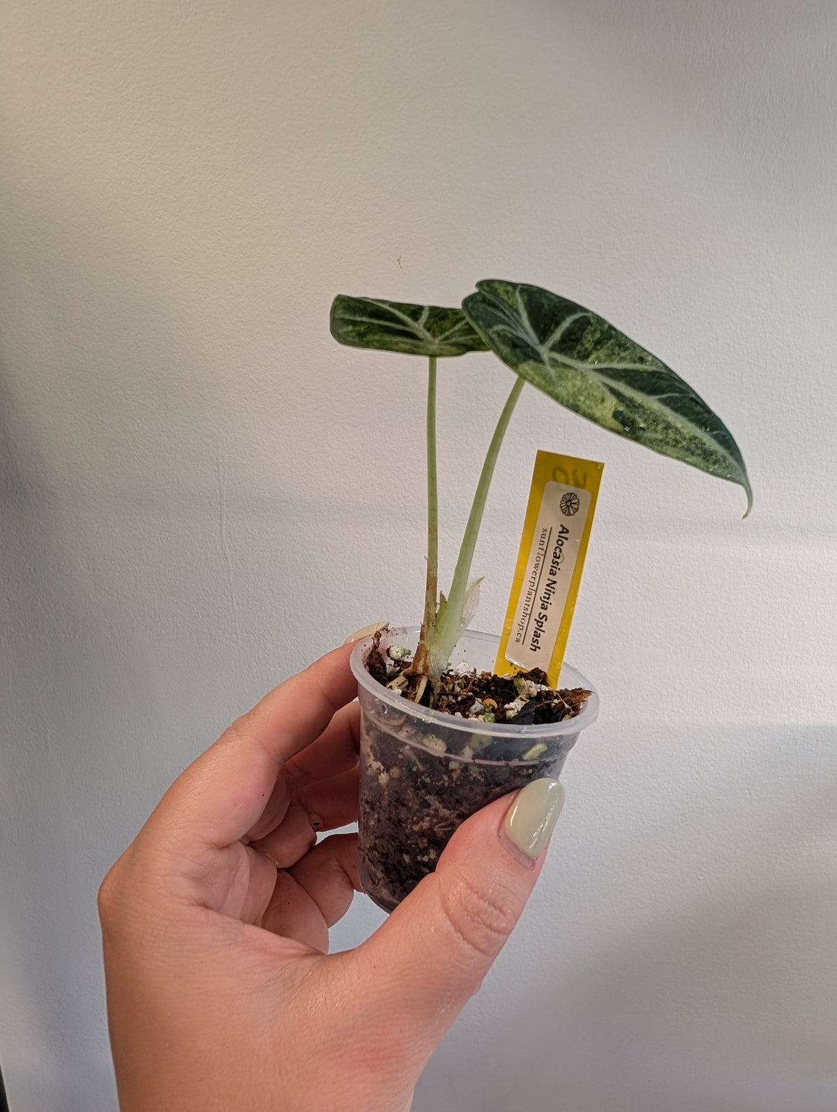 Alocasia Ninja Aurea Splash variegated / corm grown