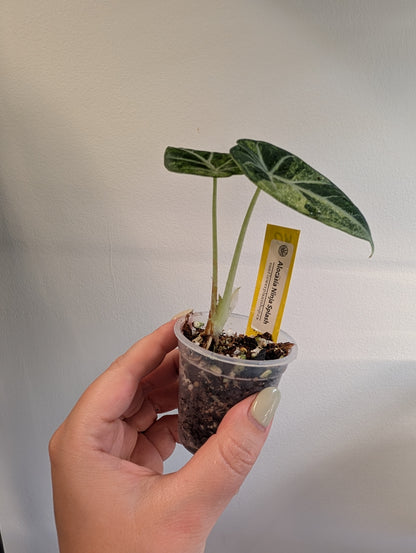 Alocasia Ninja Aurea Splash variegated / corm grown