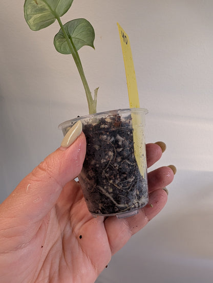 Alocasia Ninja Aurea Splash variegated / corm grown