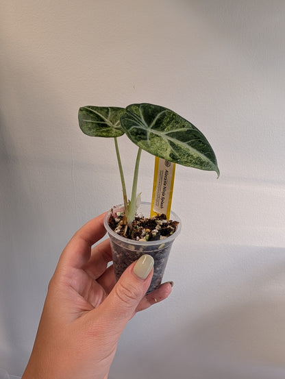 Alocasia Ninja Aurea Splash variegated / corm grown