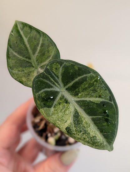 Alocasia Ninja Aurea Splash variegated / corm grown