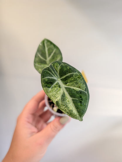 Alocasia Ninja Aurea Splash variegated / corm grown