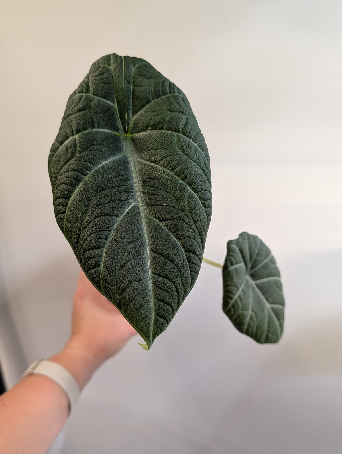 Alocasia maharani panachée / première photo plante mère