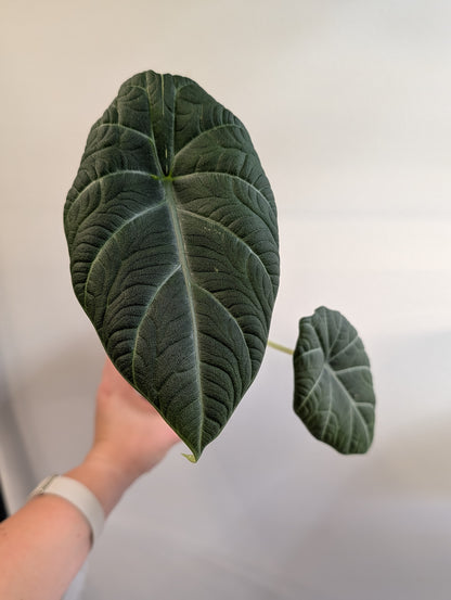 Alocasia maharani panachée / première photo plante mère