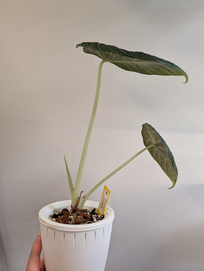 Alocasia maharani panachée / première photo plante mère