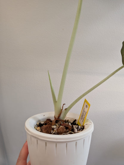 Alocasia maharani panachée / première photo plante mère