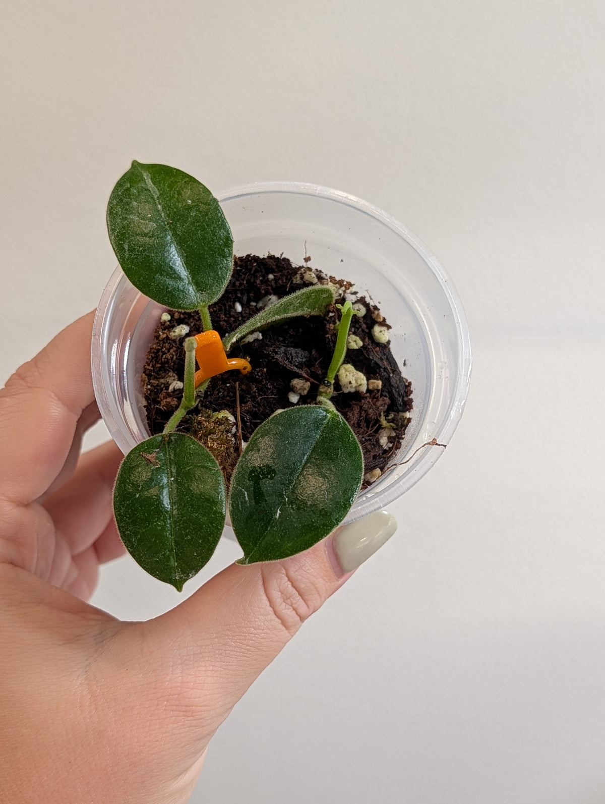 Hoya KSB08 argent / Hoya rare 🦄
