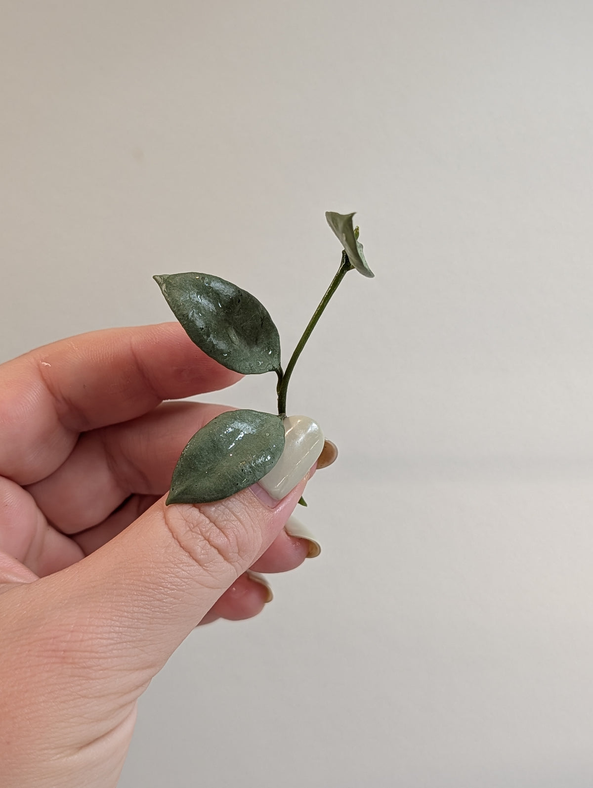 Hoya lacunosa argentée 🩶 / quelques boutures dans un pot