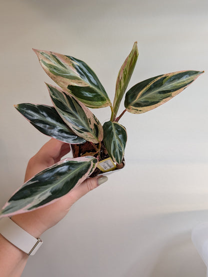 Stromanthe multicolore/ rare 🦄