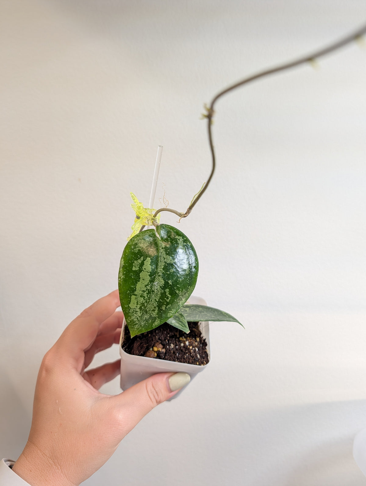 Hoya KSB08 argent / Hoya rare 🦄