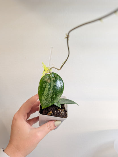Hoya KSB08 argent / Hoya rare 🦄