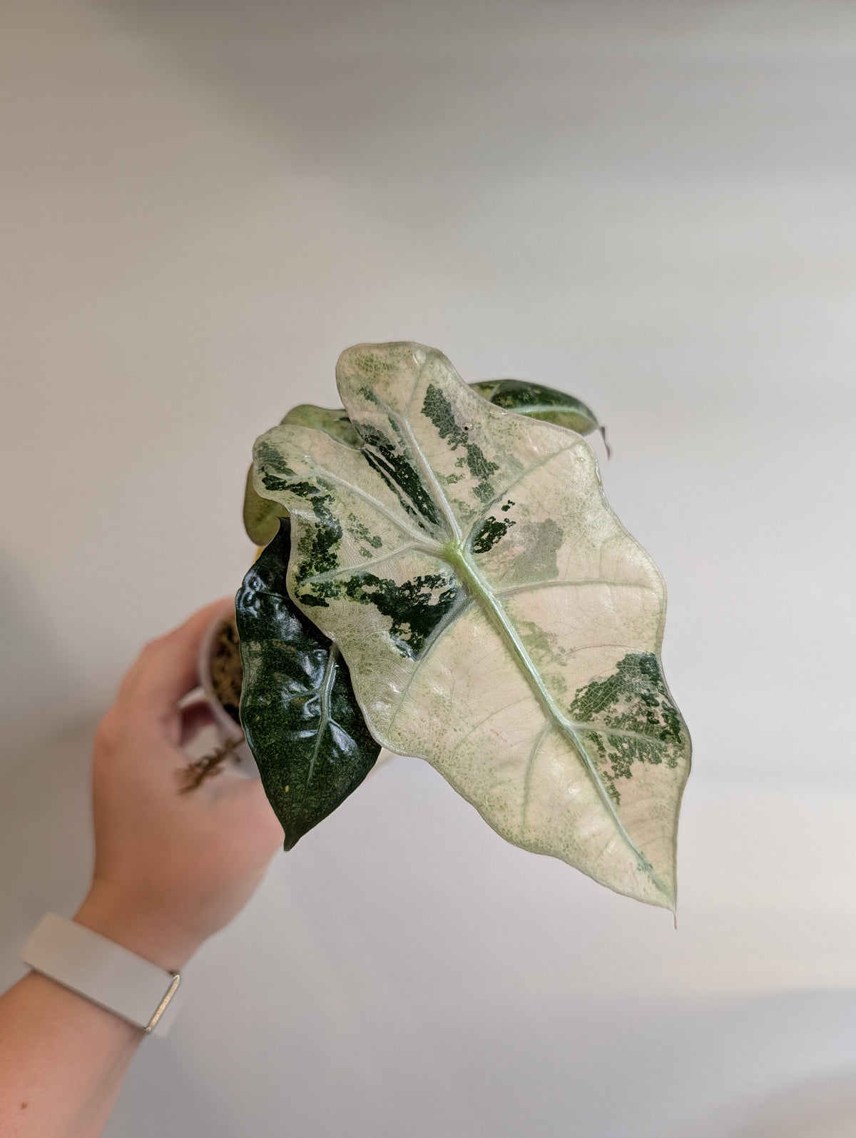Alocasia amazonica rose menthe panachée CORM