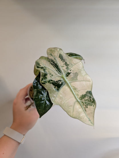 Alocasia amazonica rose menthe panachée CORM