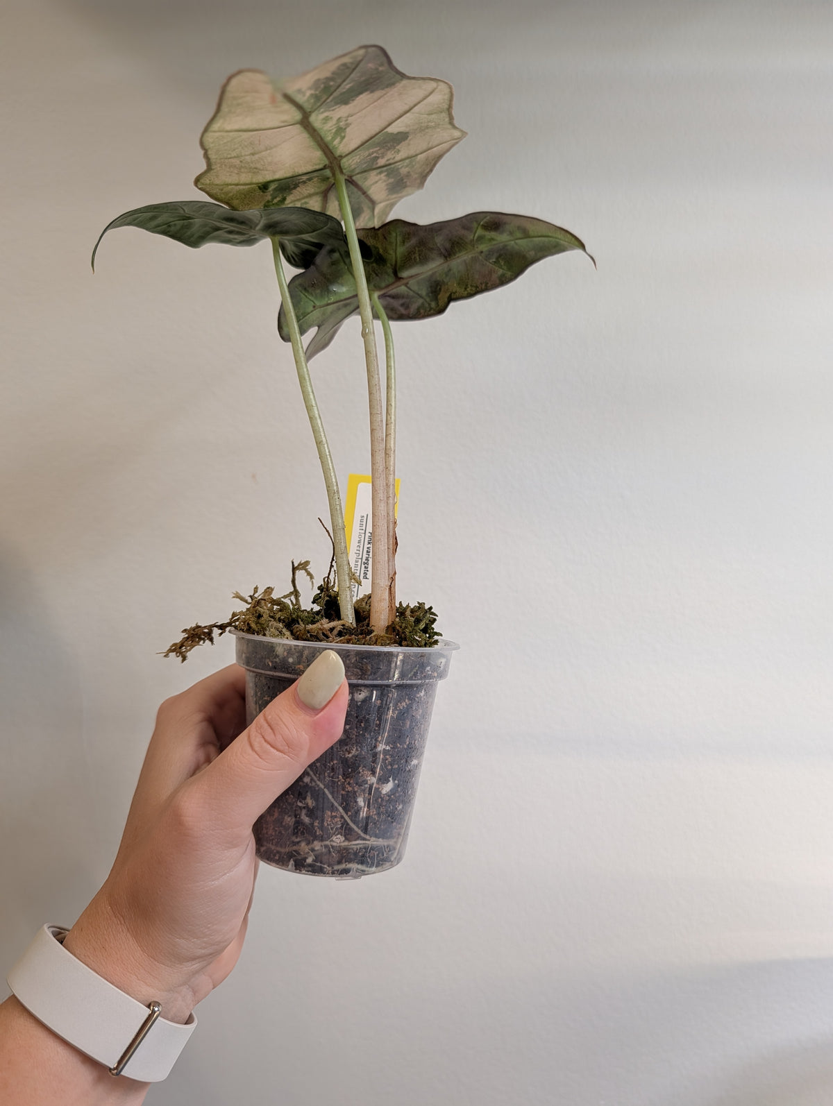 Alocasia amazonica rose menthe panachée CORM