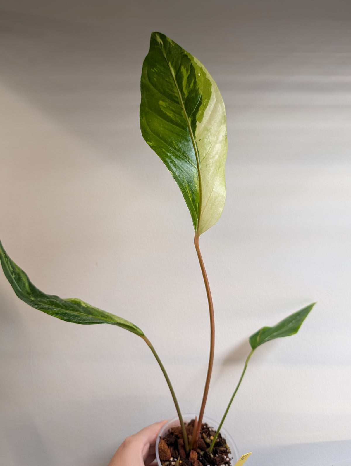 Anthurium Amazon Rabbit / à emporter ou livraison